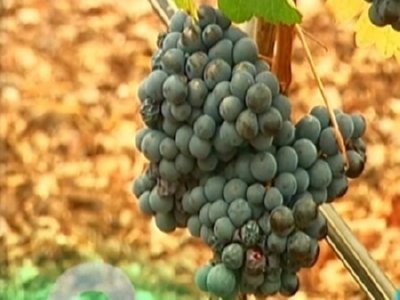 VINO- 35  MAQUINAS